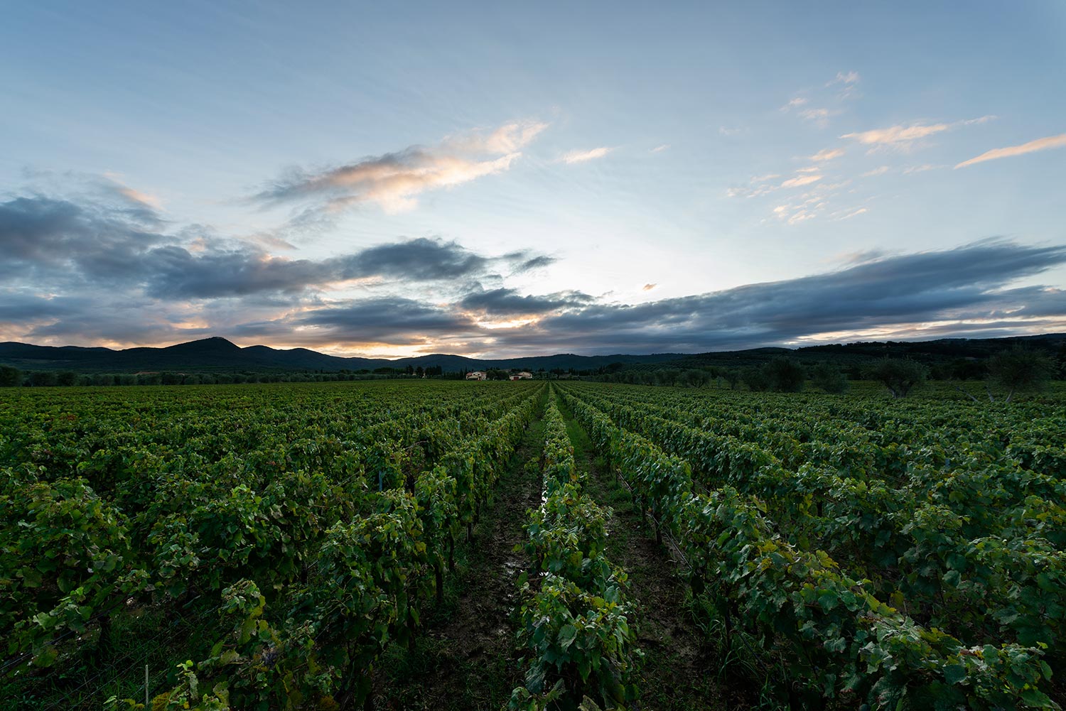 Campo Alla Sughera | Bolgheri